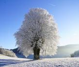 wei�er Winterbaum